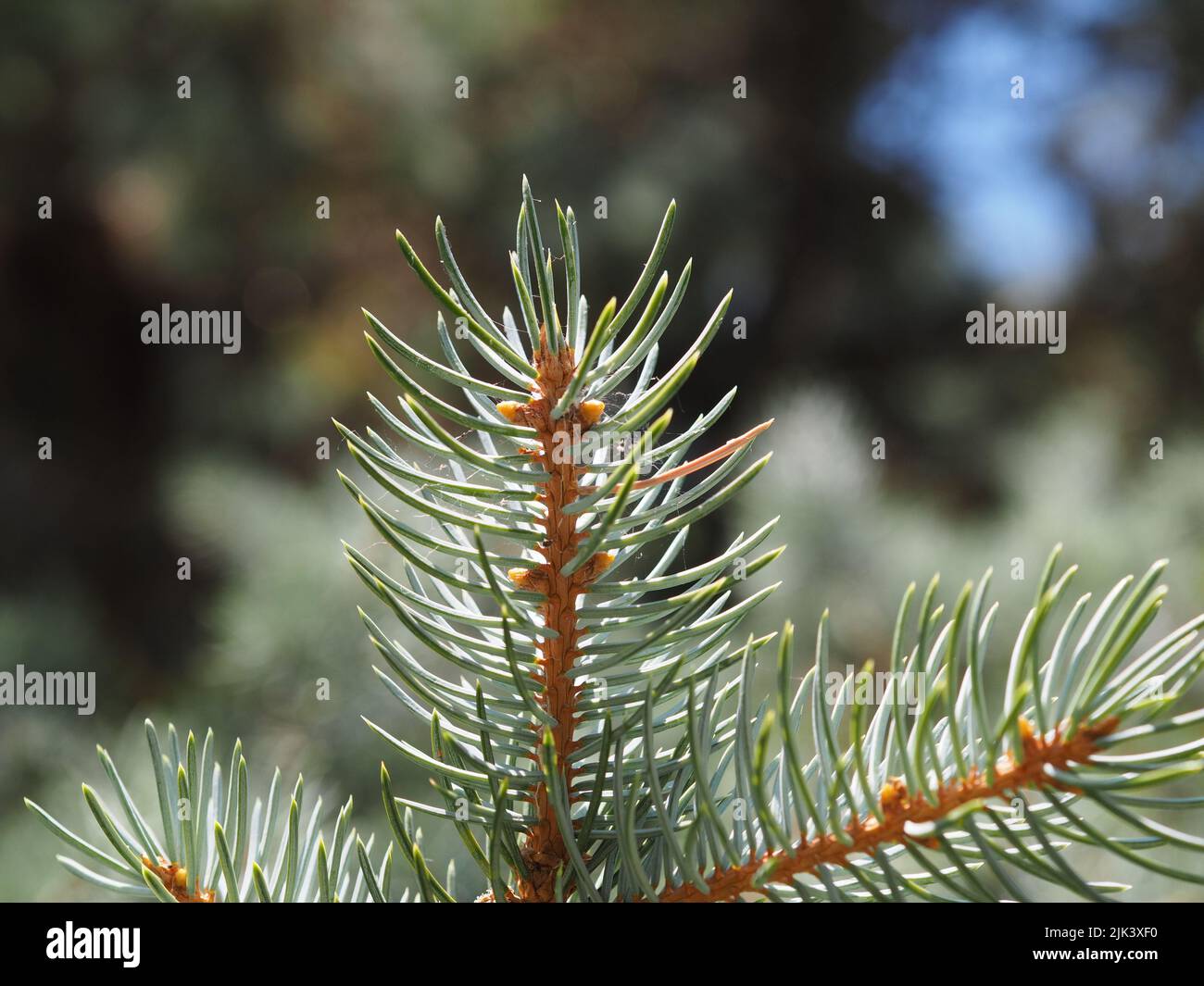 Closeup of fresh young needles growing on a spruce (Picea pungens) in a garden in Ottawa, Ontario, Canada. Stock Photo