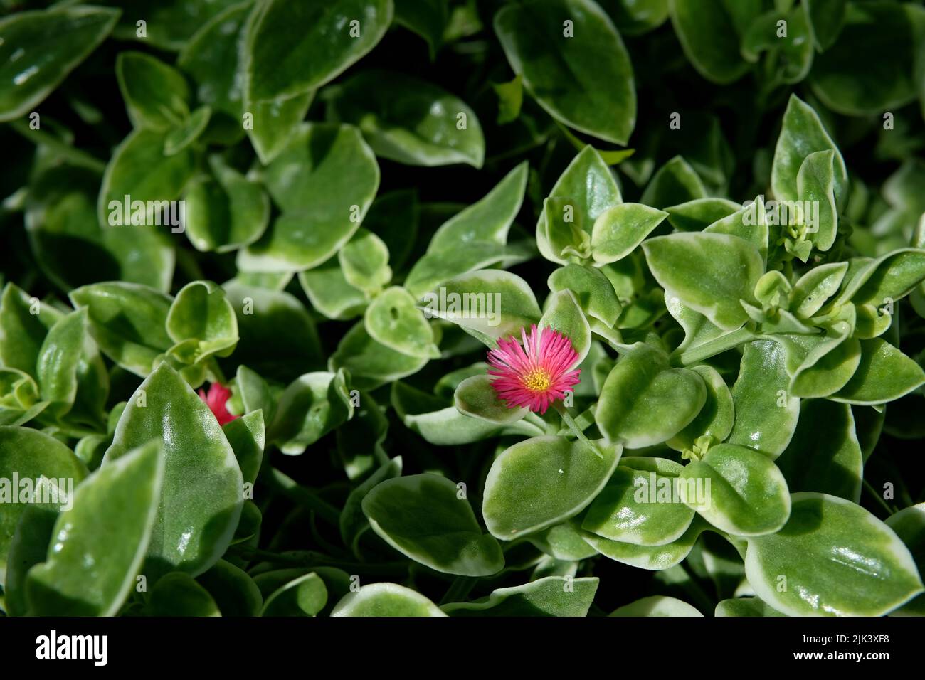 Wonderful red flower and thick green leaves of the succulent baby sun rose (Mesembryanthemum cordifolium) in a garden in Ottawa, Ontario, Canada. Stock Photo