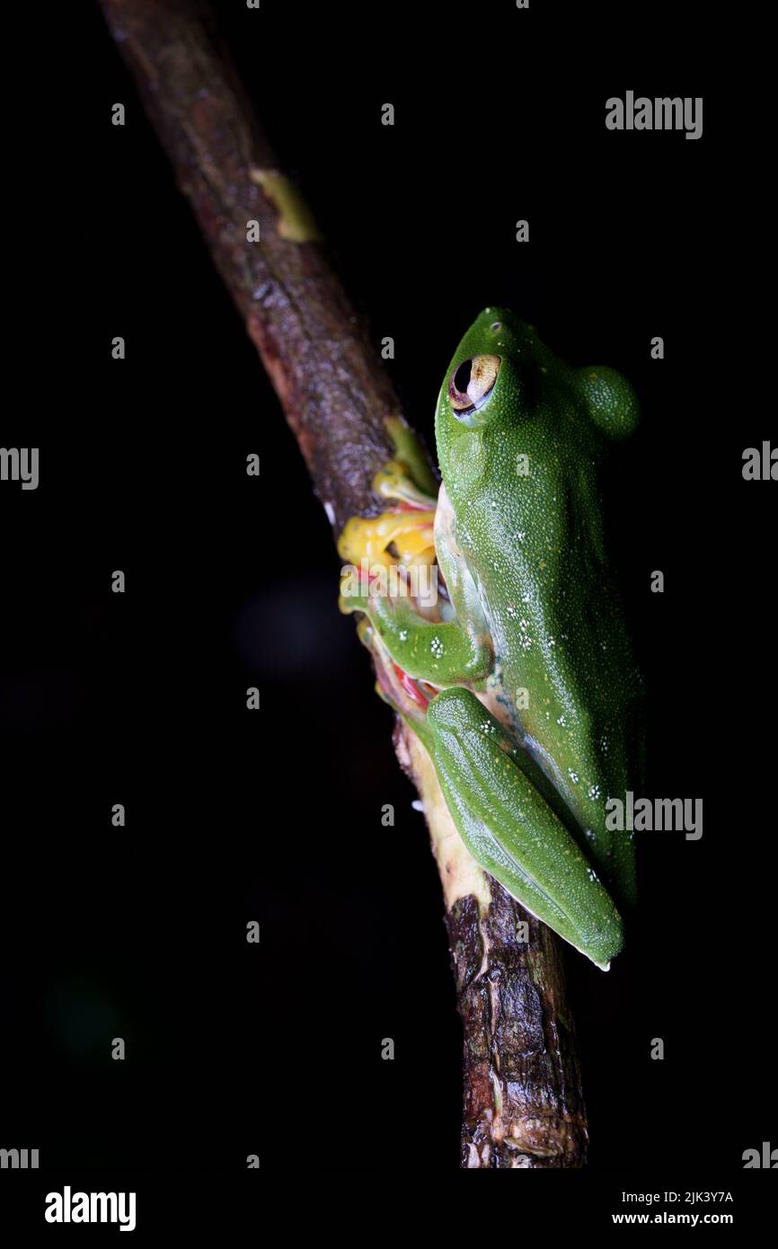 Malabar gliding frog (Rhacophorus malabaricus) is a rhacophorid tree frog species found in the Western Ghats of India. Stock Photo