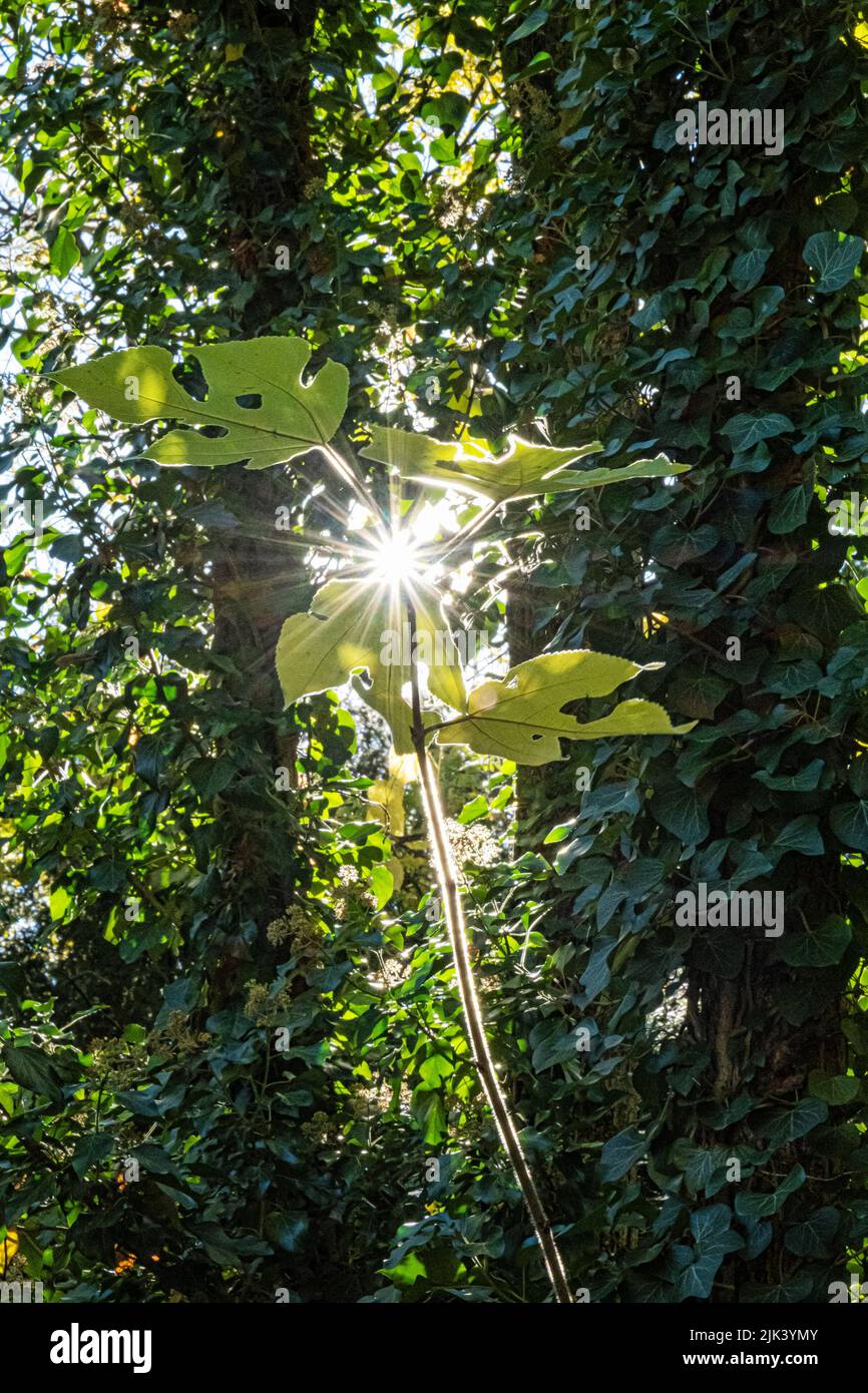 Interesting plant with sun rays in botanical garden, Tesarske Mlynany, Slovak republic. Stock Photo
