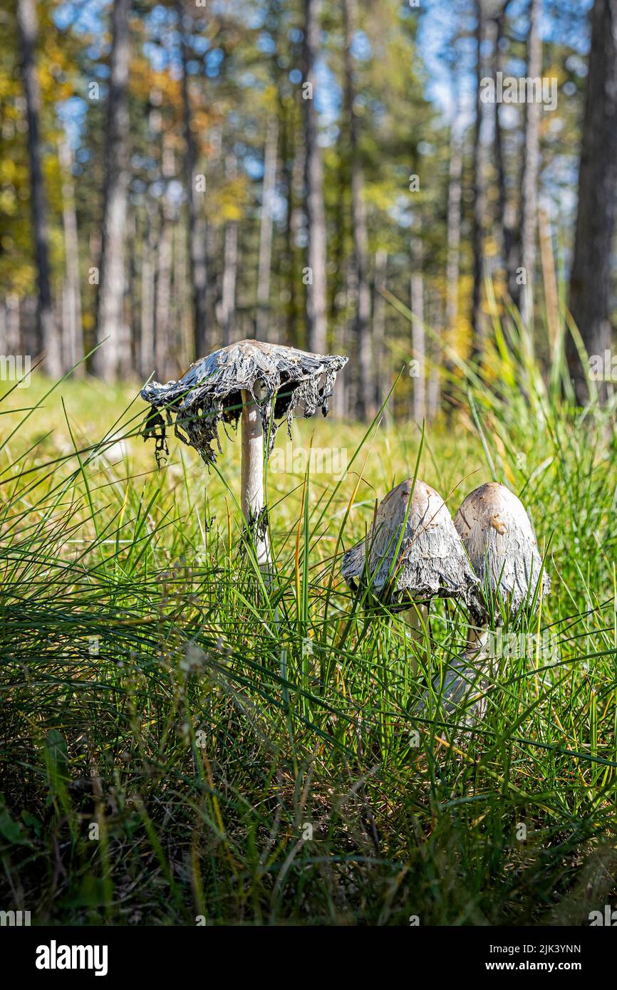 Scene of mushroom, Bojnice, Slovak republic. Seasonal natural scene. Stock Photo