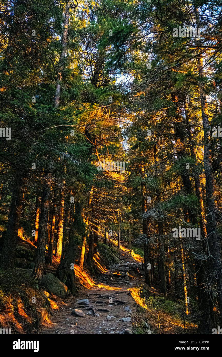 Sunrise scene in coniferous forest, Mengusovska valley, High Tatras mountains, Slovak republic. Hiking theme. Stock Photo