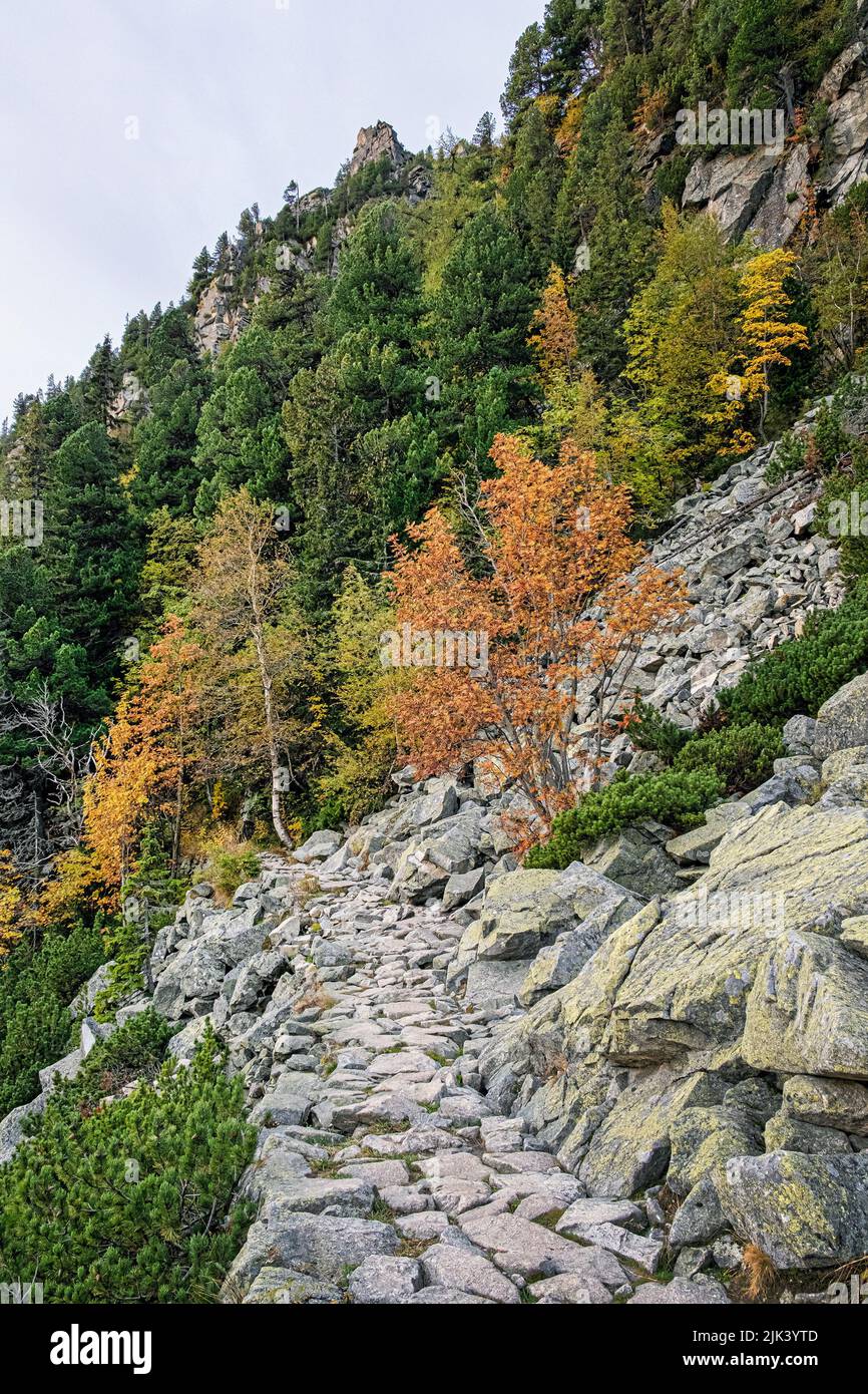 Autumn scene in coniferous forest, Mengusovska valley, High Tatras mountains, Slovak republic. Hiking theme. Stock Photo