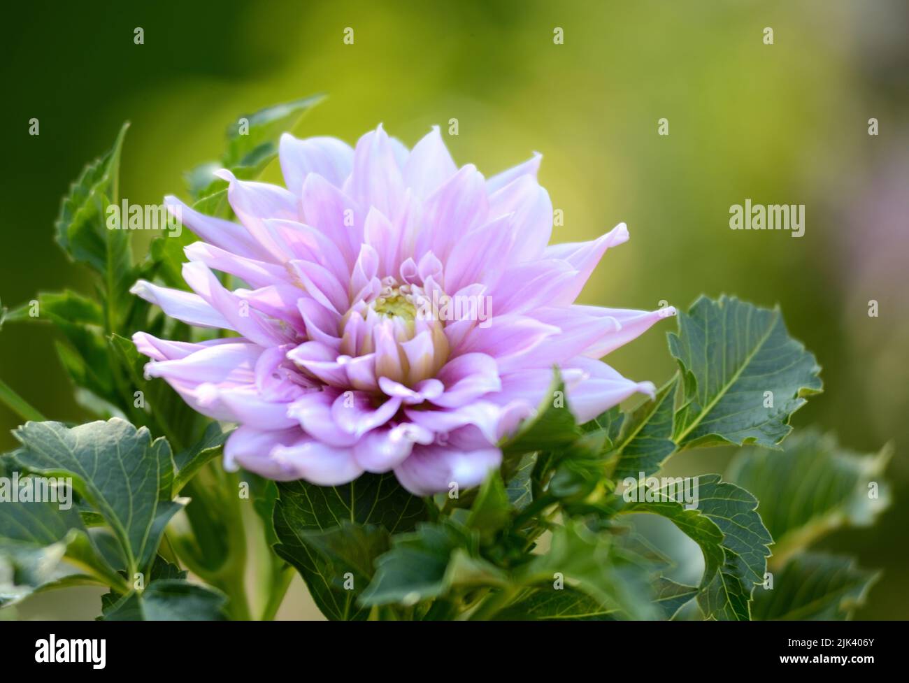 Dahlia (Ferncliff Inspiration Stock Photo - Alamy