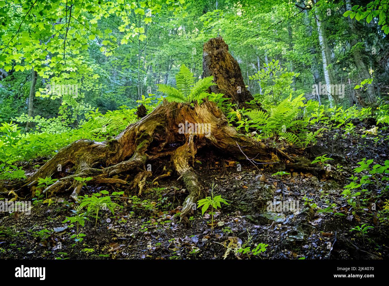 Dead tree in Janosik Holes, Little Fatra, Slovak republic. Seasonal natural scene. Stock Photo