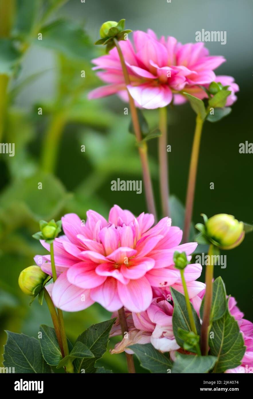 Dahlia (Southern Belle Stock Photo - Alamy