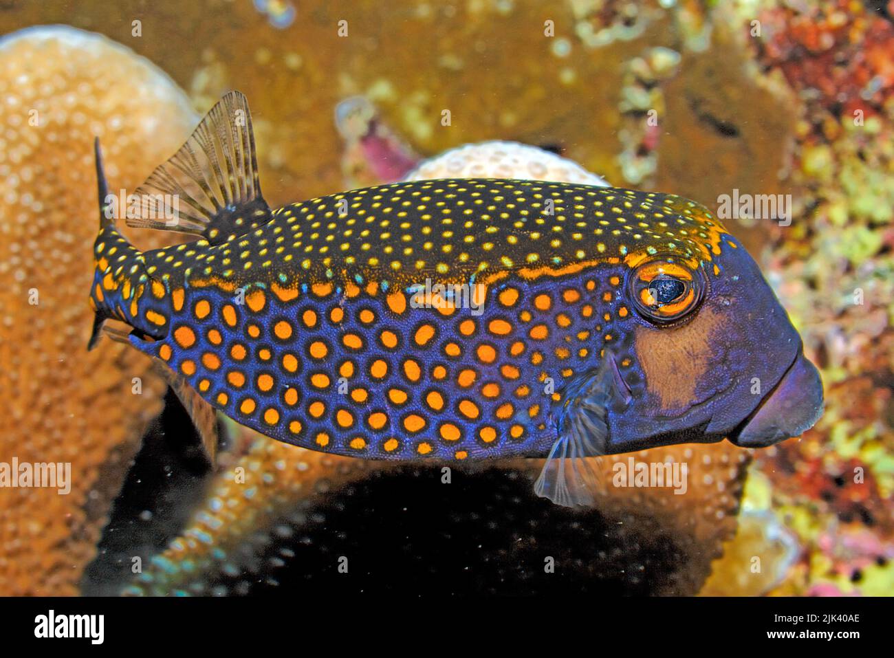 Spotted Boxfish or  Whitespotted boxfish (Ostracion meleagris), male, Great Barrier Reef, UNESCO World Heritage Site, Queensland, Australia Stock Photo