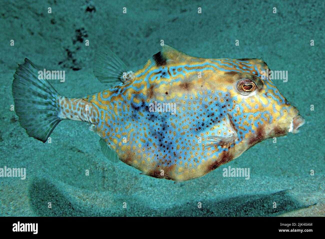 Humpback Turretfish or Thornback trunkfish (Tetrosomus gibbosus), Sinai, Egypt, Red sea, Africa Stock Photo