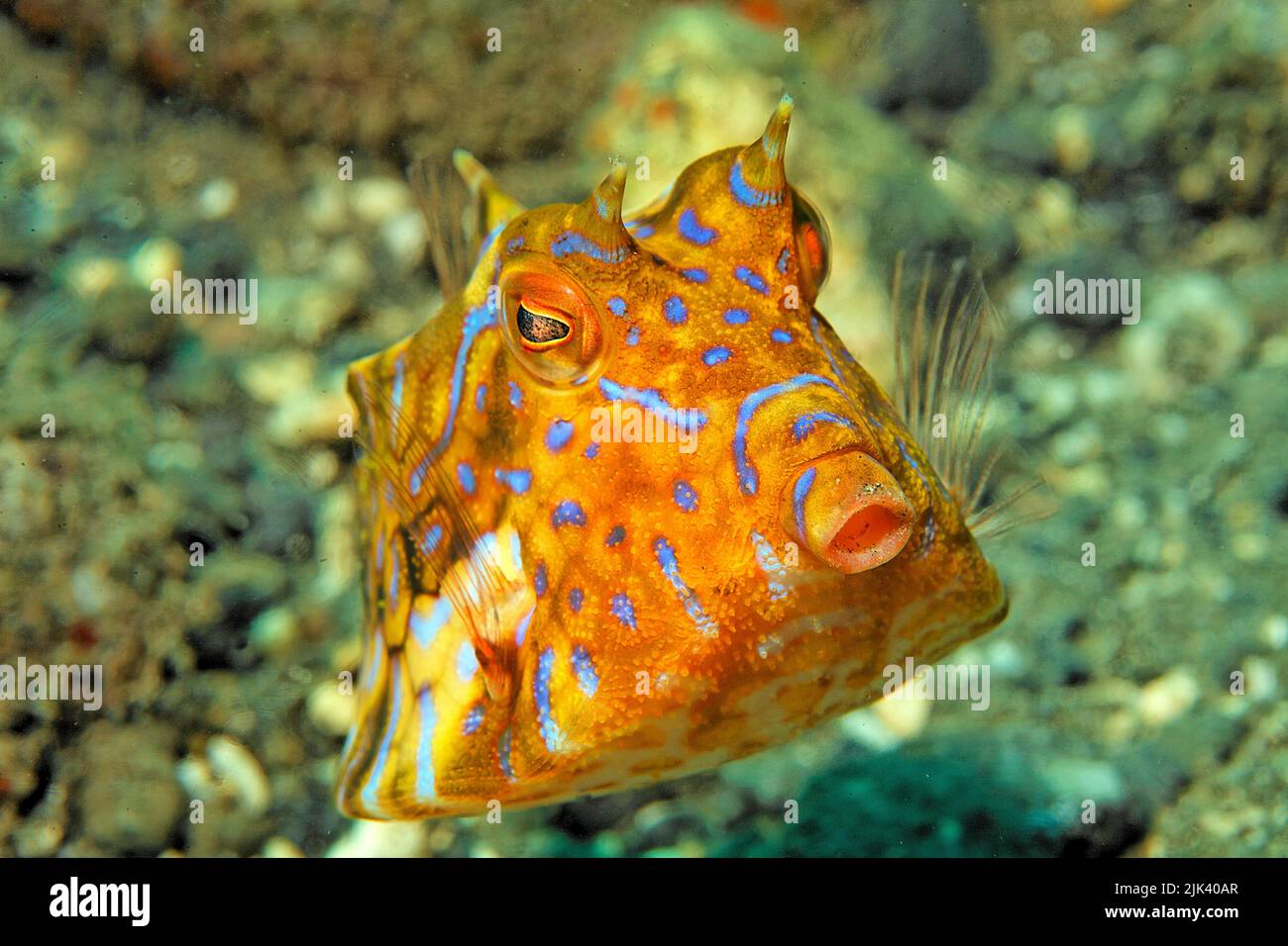 Thornback Cowfish (Lactoria fornasini), Great Barrier Reef, UNESCO World Heritage Site, Queensland, Australia, Pacific Ocean Stock Photo