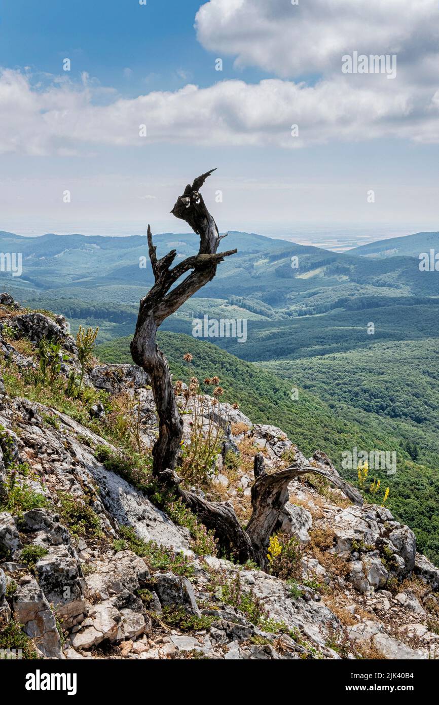 Dead tree in Little Carpathians. Slovak republic, Central Europe. Seasonal natural scene. Stock Photo