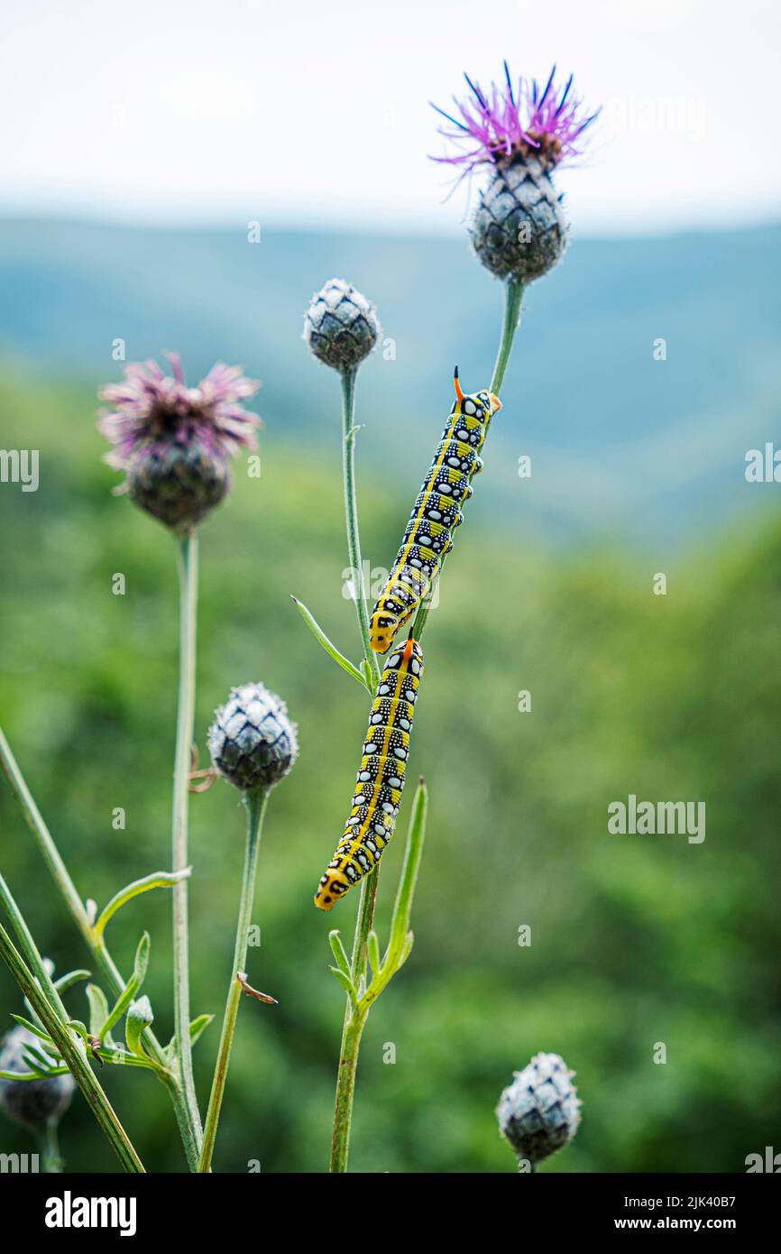 Beautiful caterpillars in Little Carpathians. Slovak republic, Central Europe. Seasonal natural scene. Stock Photo