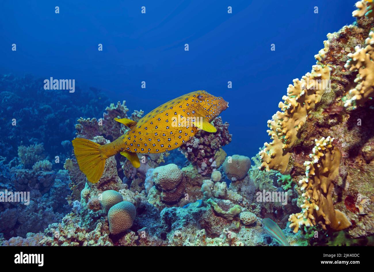 Yellow boxfish (Ostracion cubicus), Halmahera, Indonesia, Asia Stock Photo