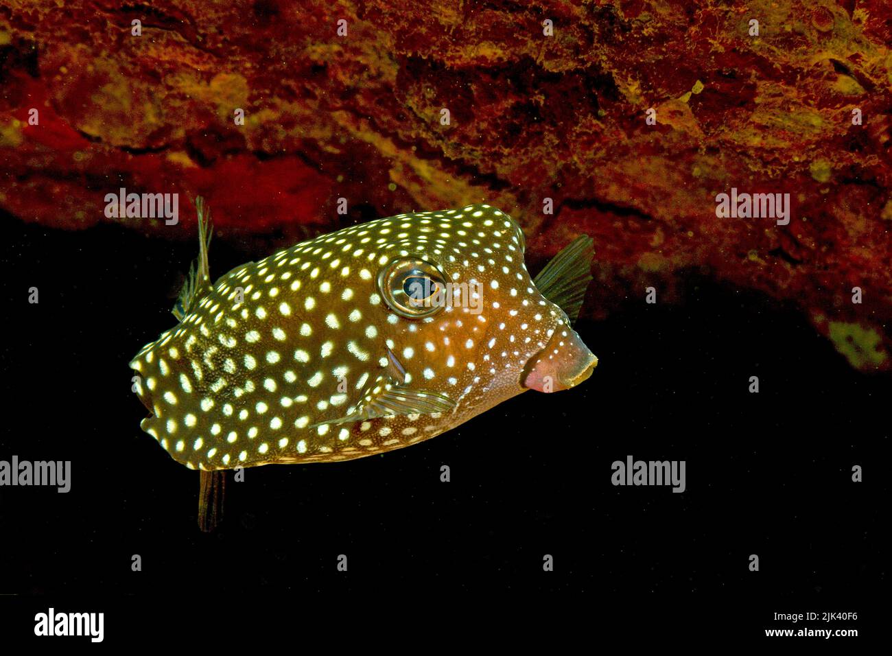 Spotted Boxfish or  Whitespotted boxfish (Ostracion meleagris), San Benedicto Island, Revillagigedo islands, Socorro islands, Mexico, Pacific ocean Stock Photo