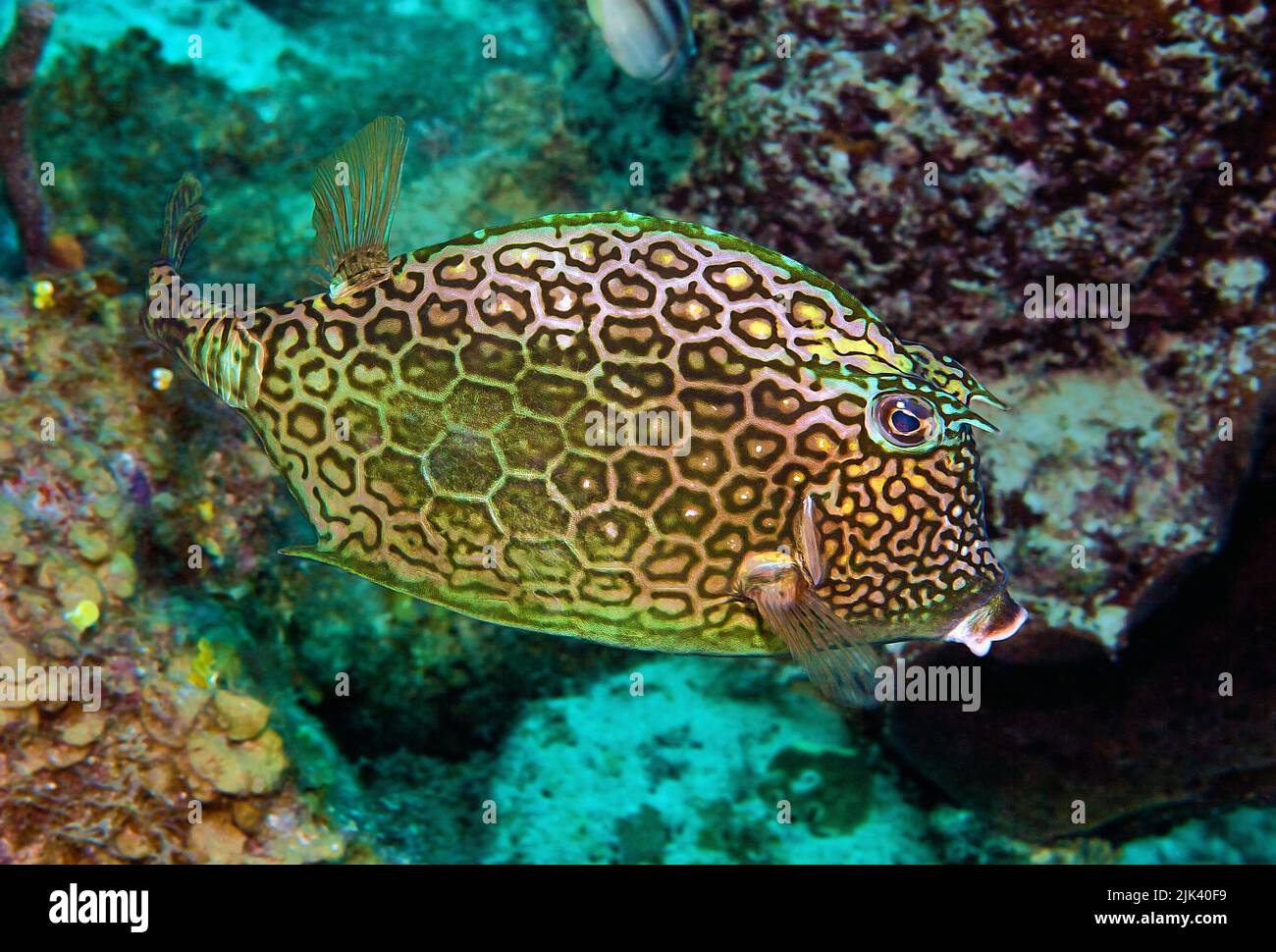 Honeycomb cowfish (Acanthostracion polygonius), Curacao, Netherland Antilles, Caribbean Stock Photo