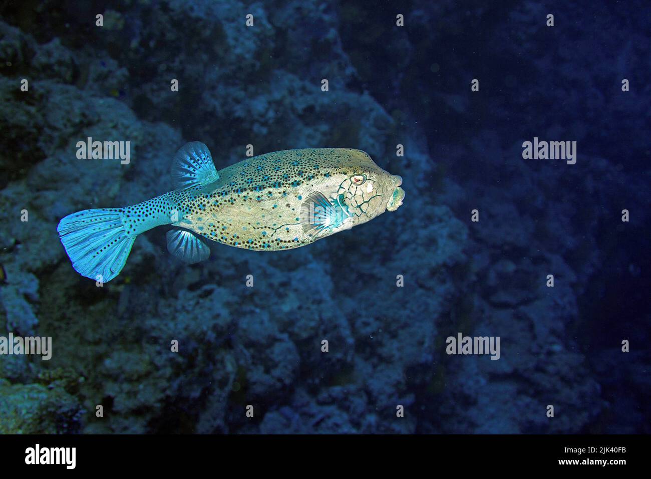 Yellow boxfish (Ostracion cubicus), Halmahera, Indonesia, Asia Stock Photo
