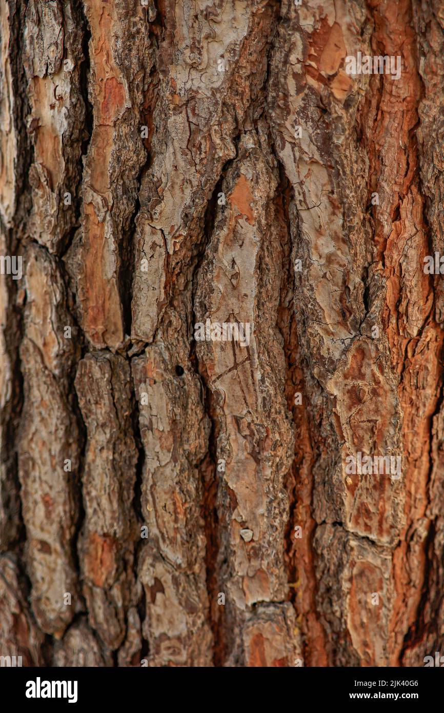 Maritime pine bark texture macro shot Stock Photo Alamy