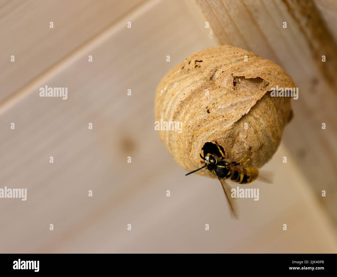 Queen wasp building nest, round structure suspended from wooden beams. Selective focus on insect with motion blur from wing movement. Dublin, Ireland Stock Photo