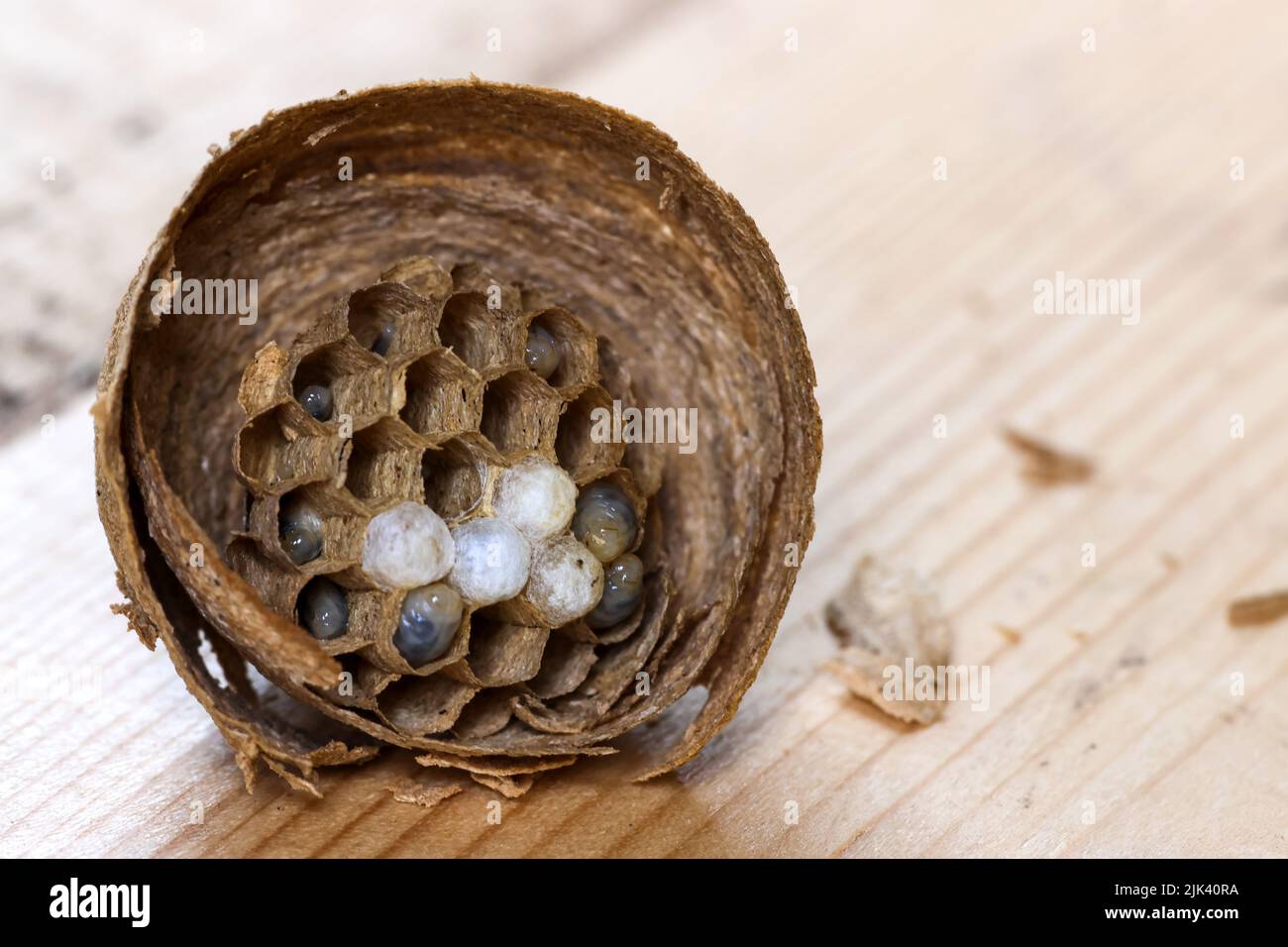 Wasp nest interior showing larvae in hexagonal cells with eggs at various stages of development. Macro close-up closeup. Dublin, Ireland Stock Photo