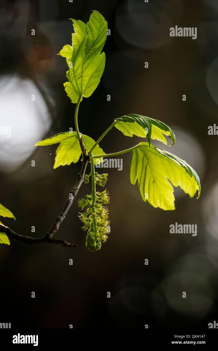 Sycamore leaves and flower panicle, backlit by evening light, dark brown bokeh background. Foliage of 'Acer pseudoplatanus'. Growth concept. Ireland Stock Photo