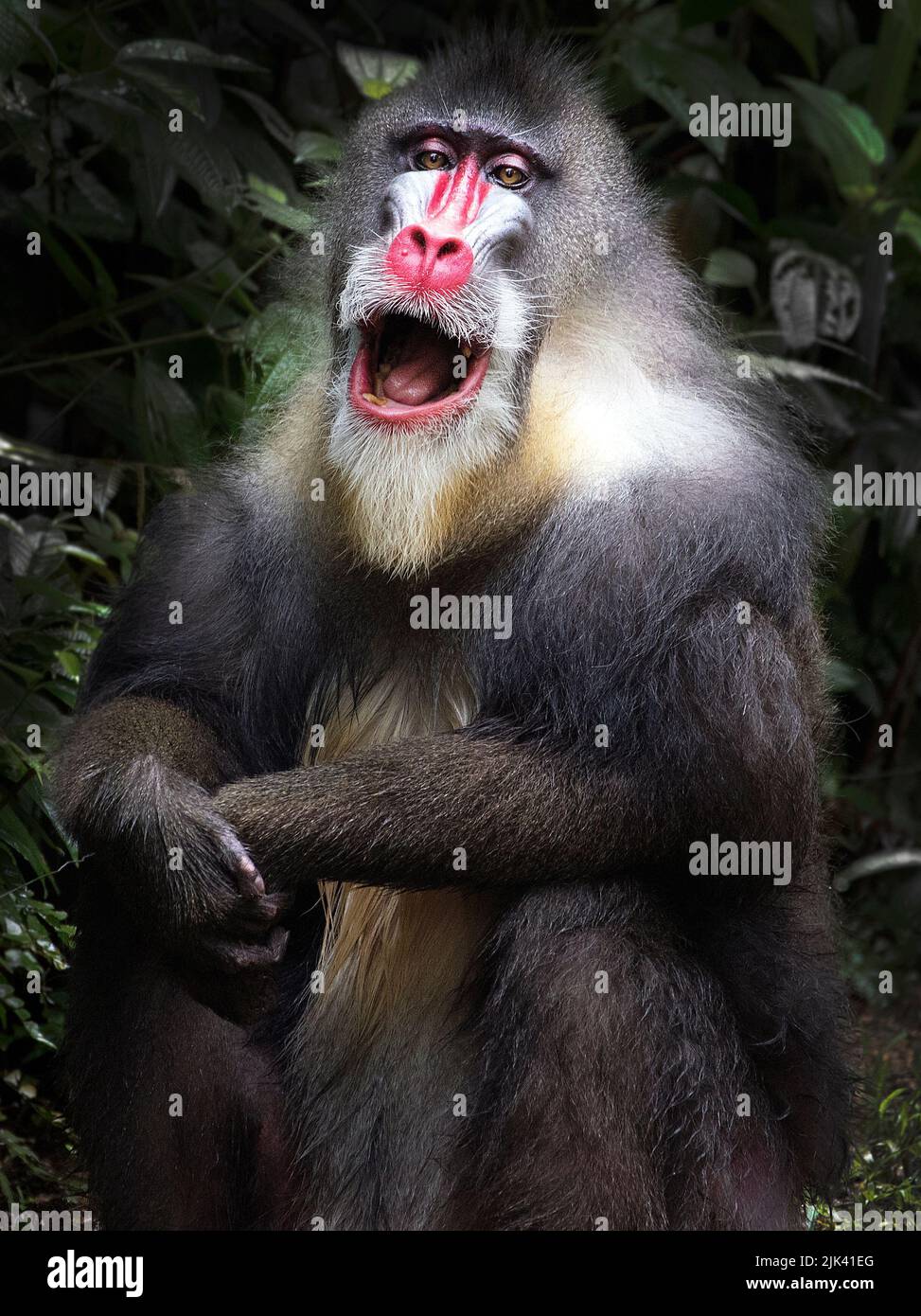 Baboon with open mouth and colorful red face Stock Photo