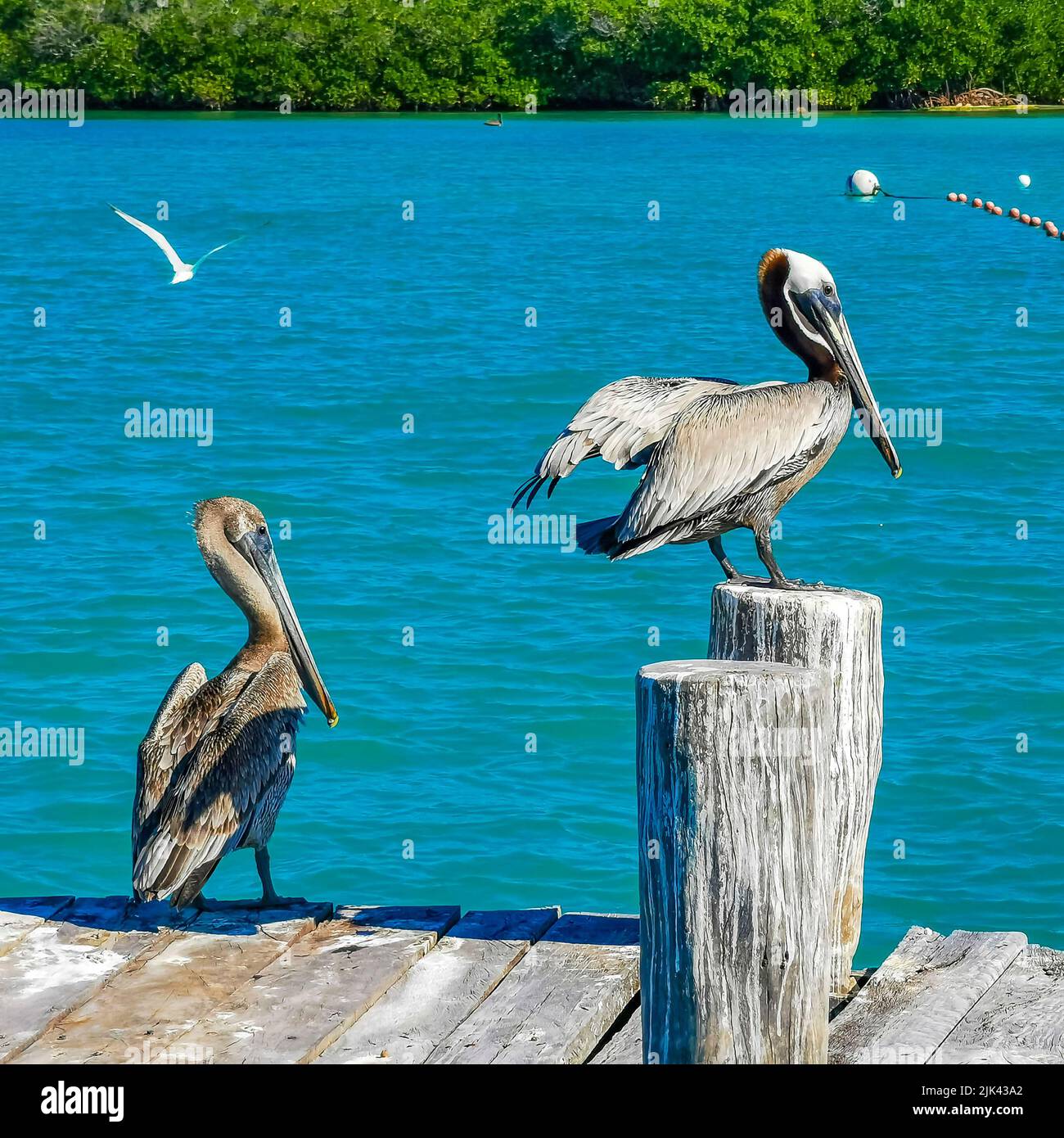 Pelicans pelican and seagulls bird birds on port of the Isla Contoy