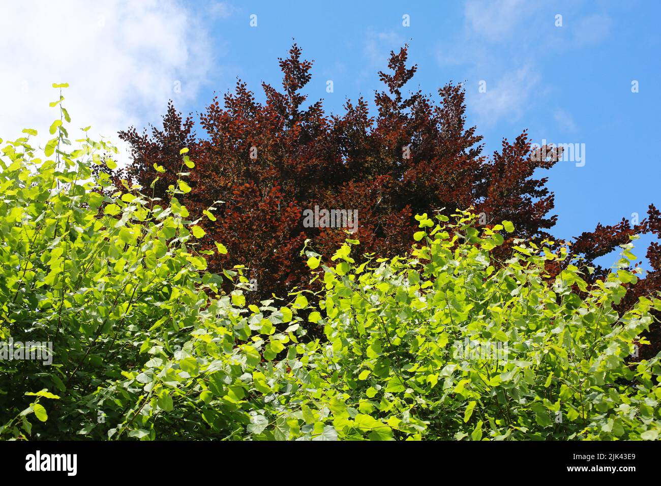 A backdrop of green and red trees against a blue sky. Stock Photo