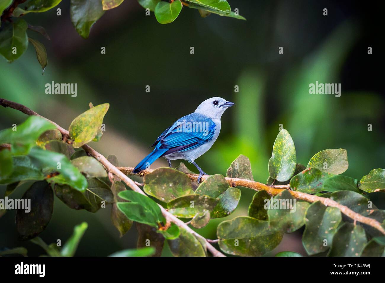 Blue Grey Tanager perched on branch in Costa Rica Stock Photo