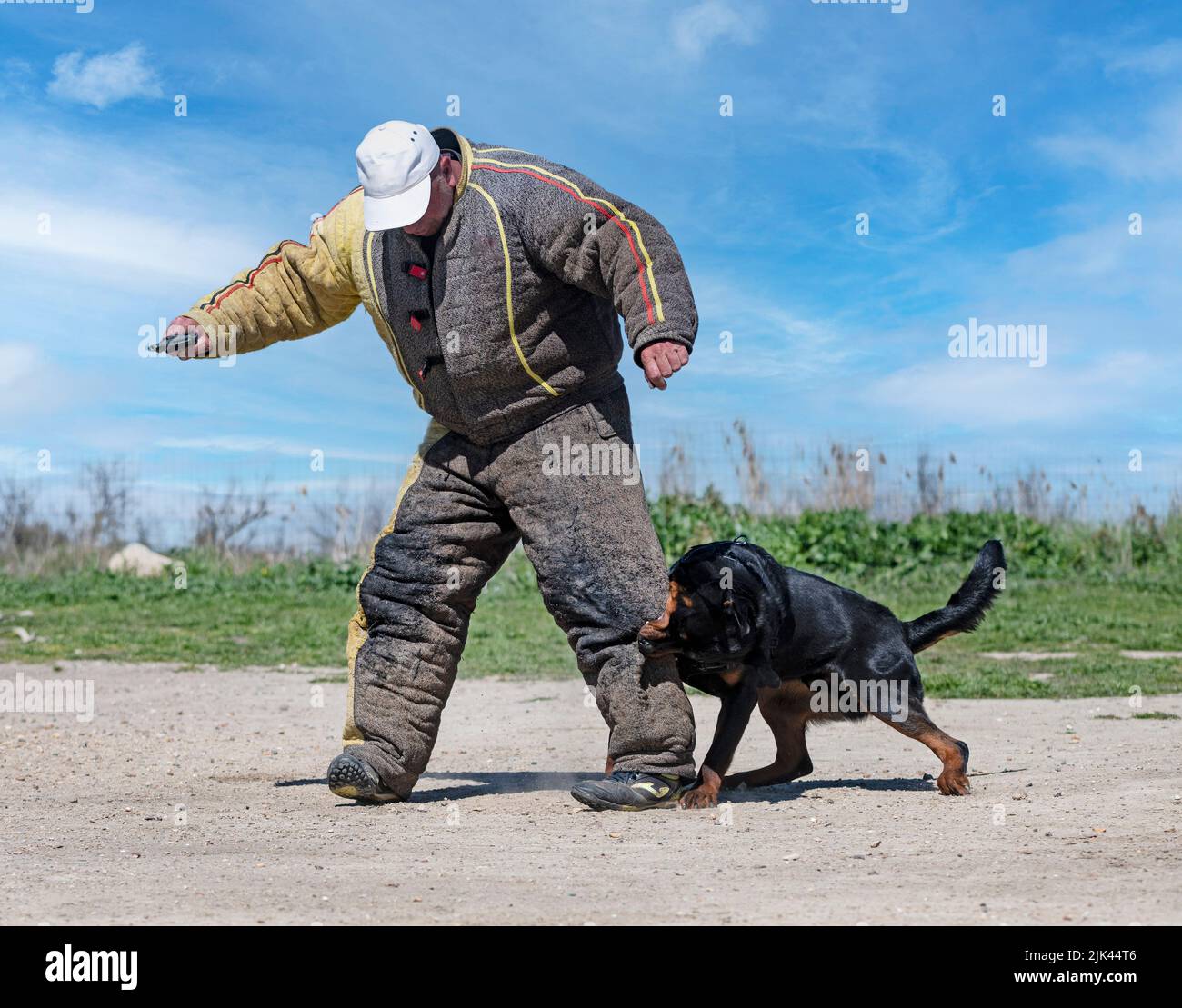 young rottweiler training for protection sport and police Stock Photo