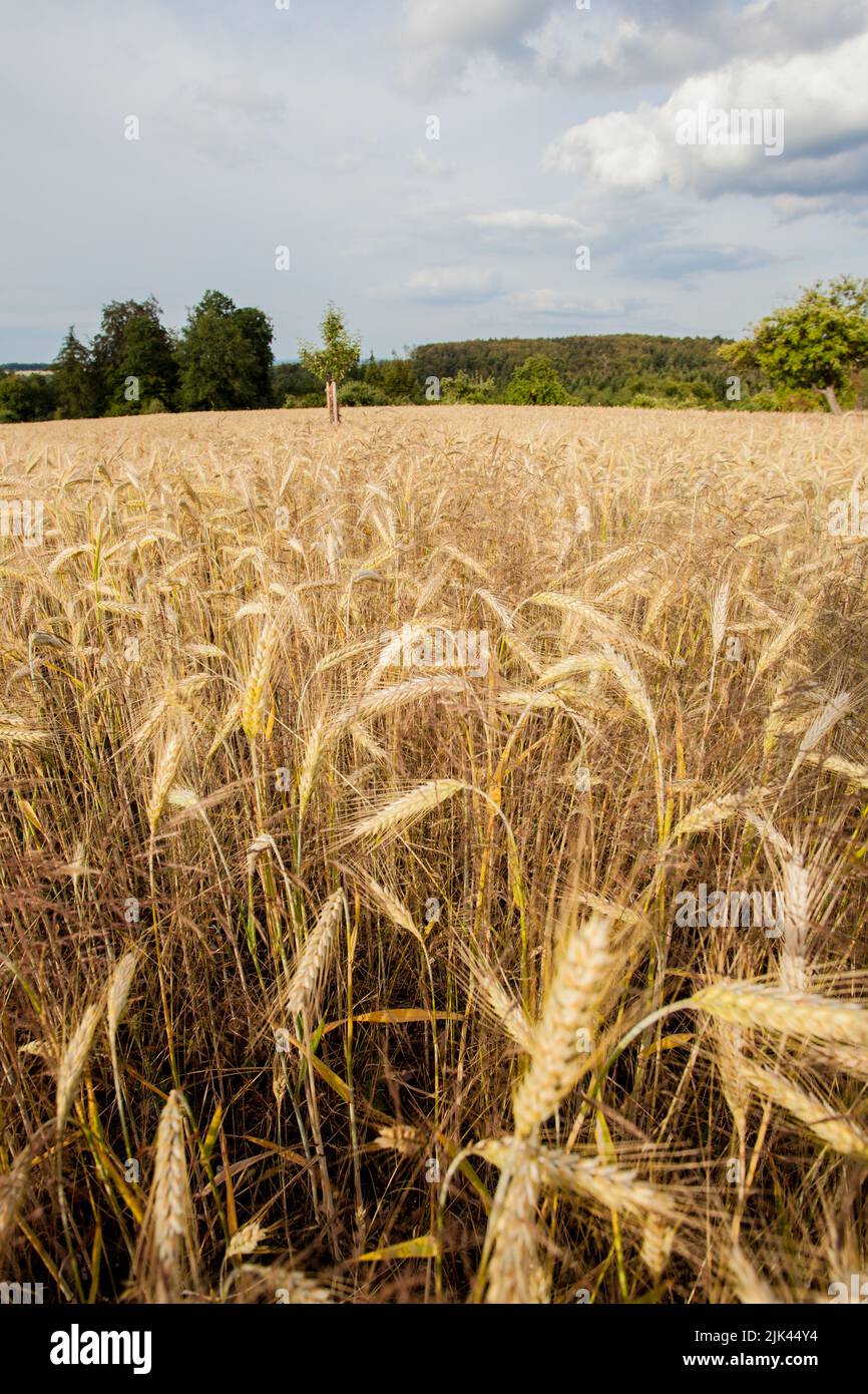 Xeriscaped landscape hi-res stock photography and images - Alamy
