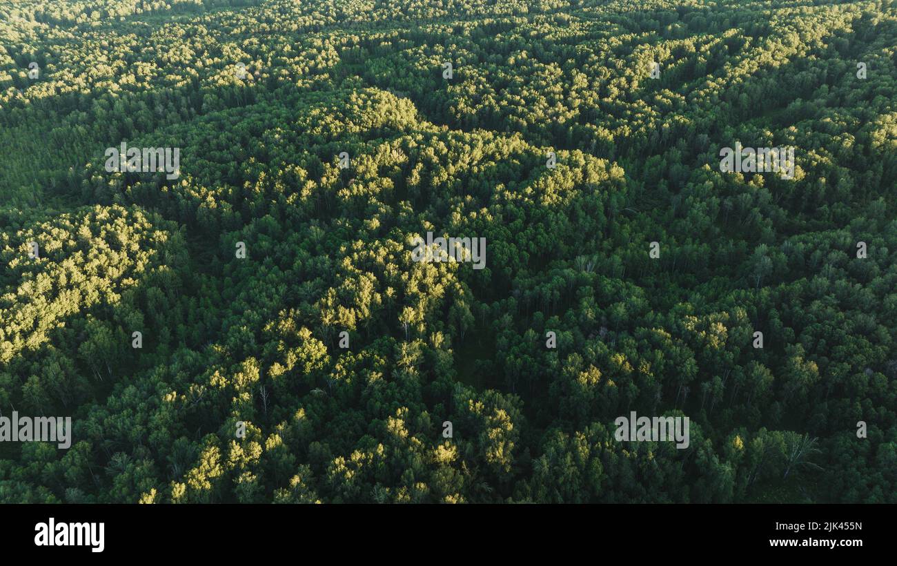 The green forest in summer. Birch Grove. Aerial view Stock Photo - Alamy