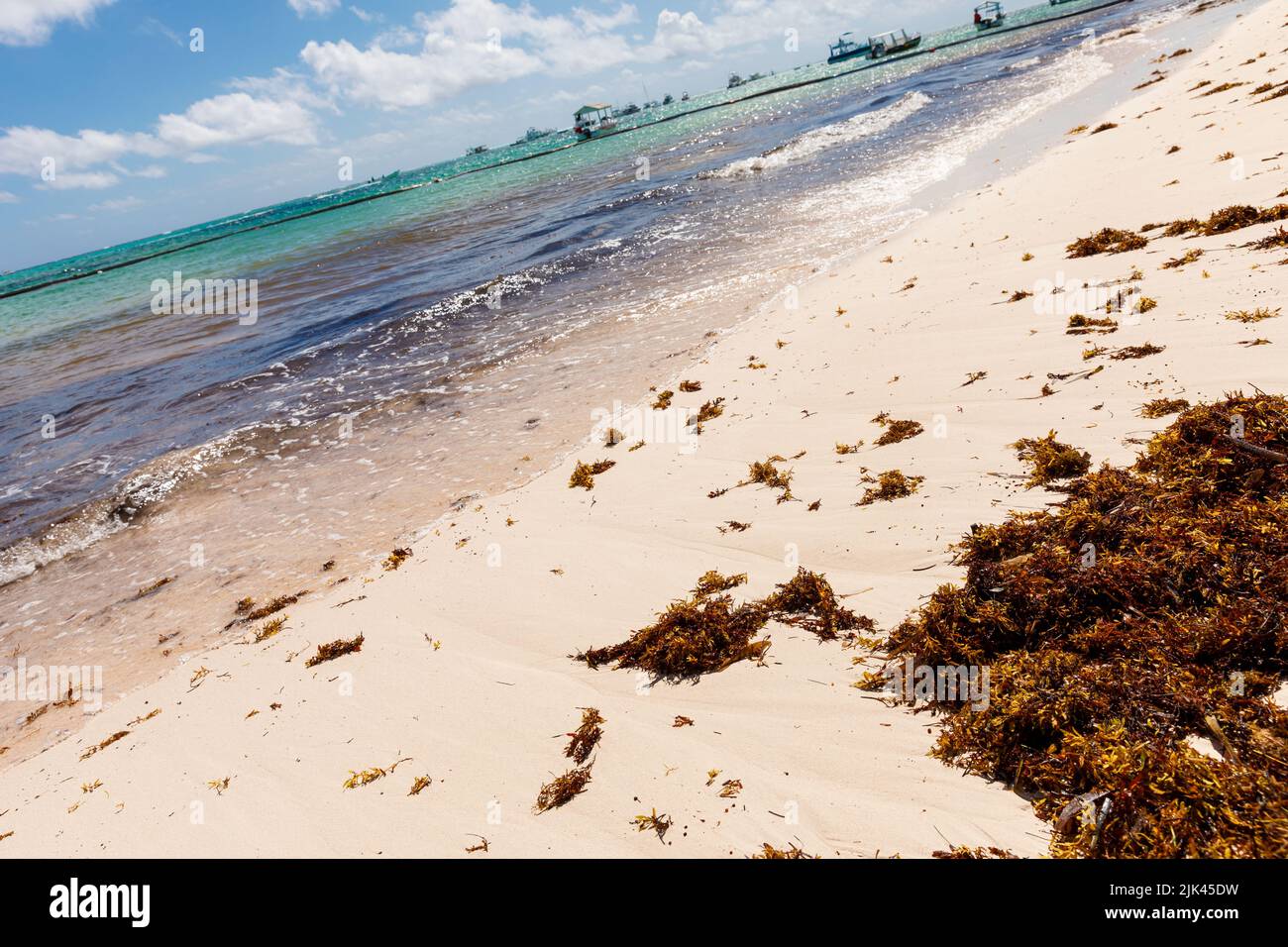 Dominican Republic Bavaro Punta cana provinces La Altagracia. Seaweed on the beach. Algae sargassum. Caribbean ecological problem. Stock Photo