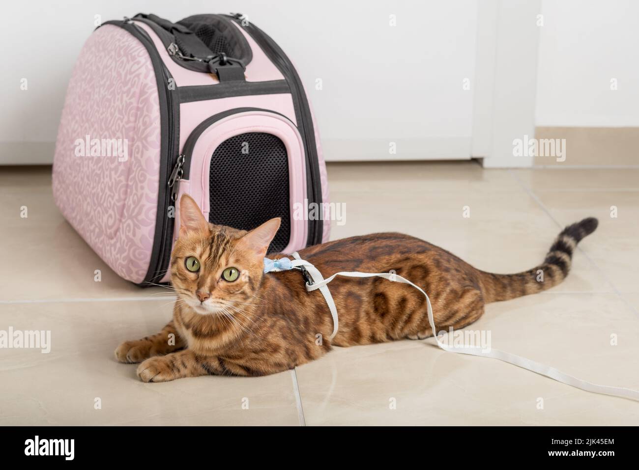 Bengal cat on a leash next to a carrying bag, waiting for a walk. Stock Photo