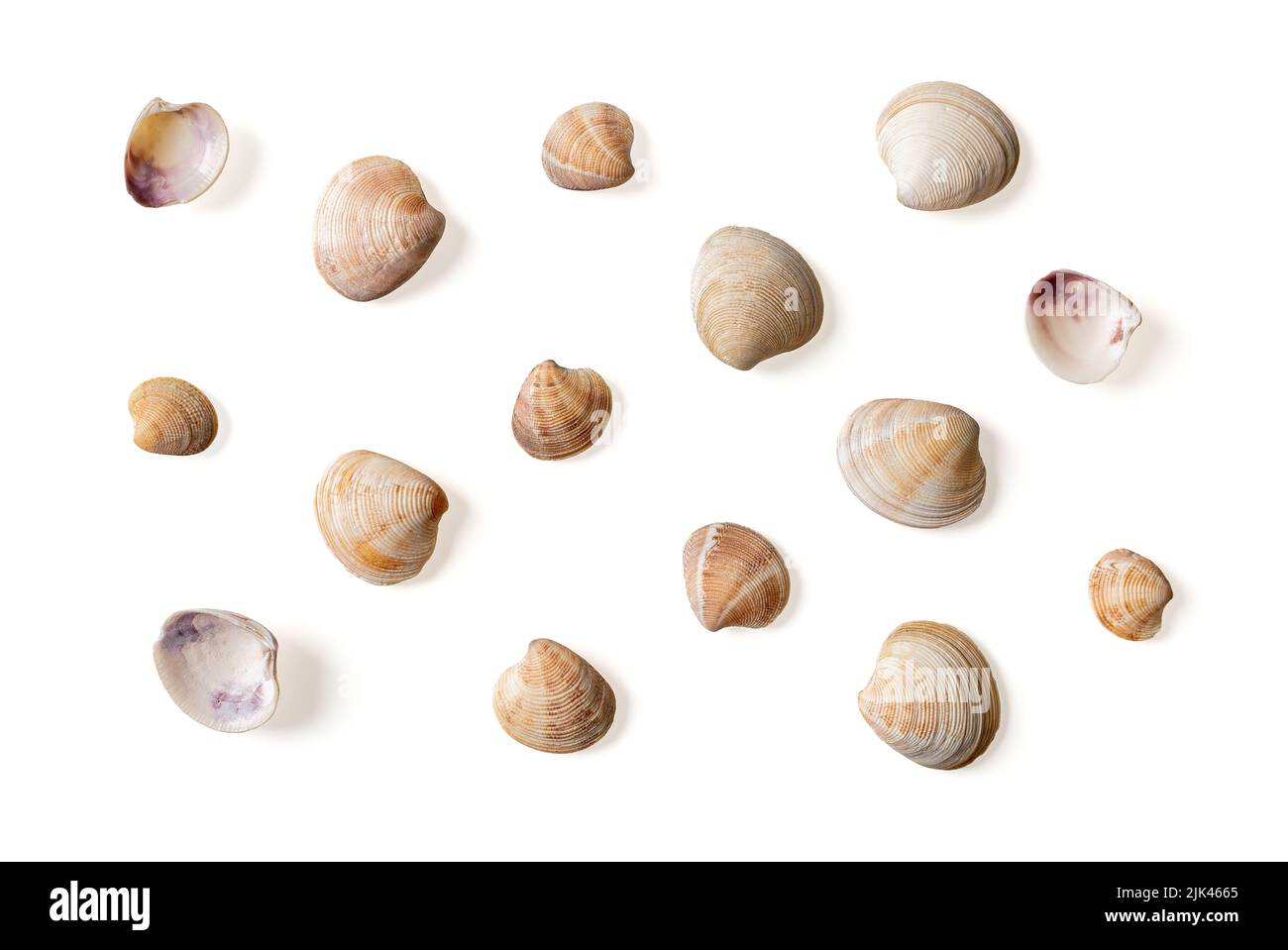 Set of Venus clam empty shells isolated on white background. Variety of Veneridae bivalve multicolored shells macro. Saltwater clams, seafood concept. Stock Photo