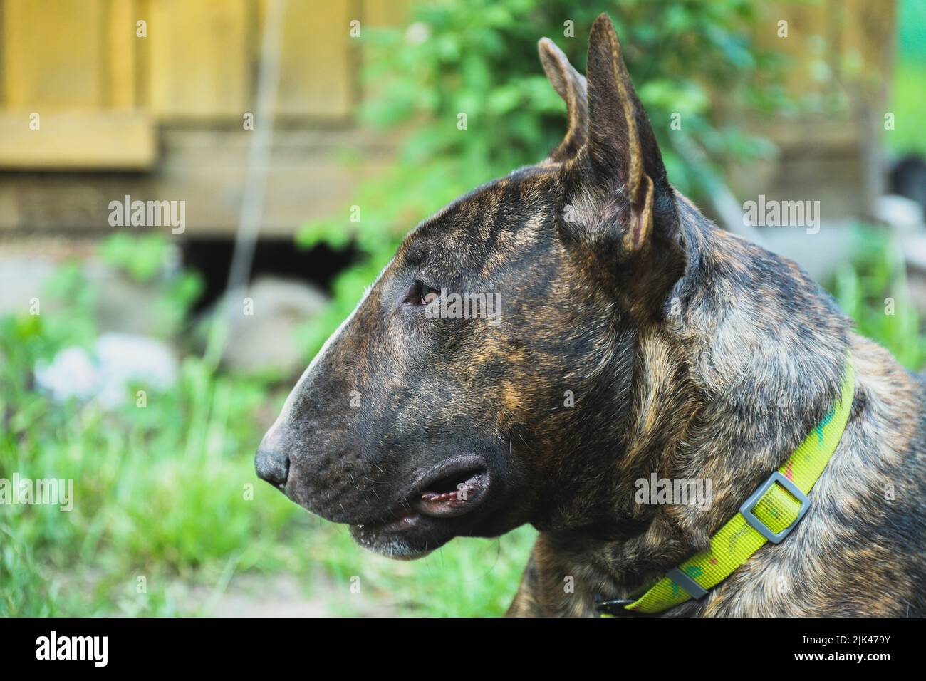 The young beautiful bull terrier in a brindle color Stock Photo