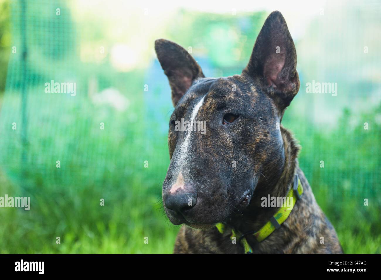 The young beautiful bull terrier in a brindle color Stock Photo