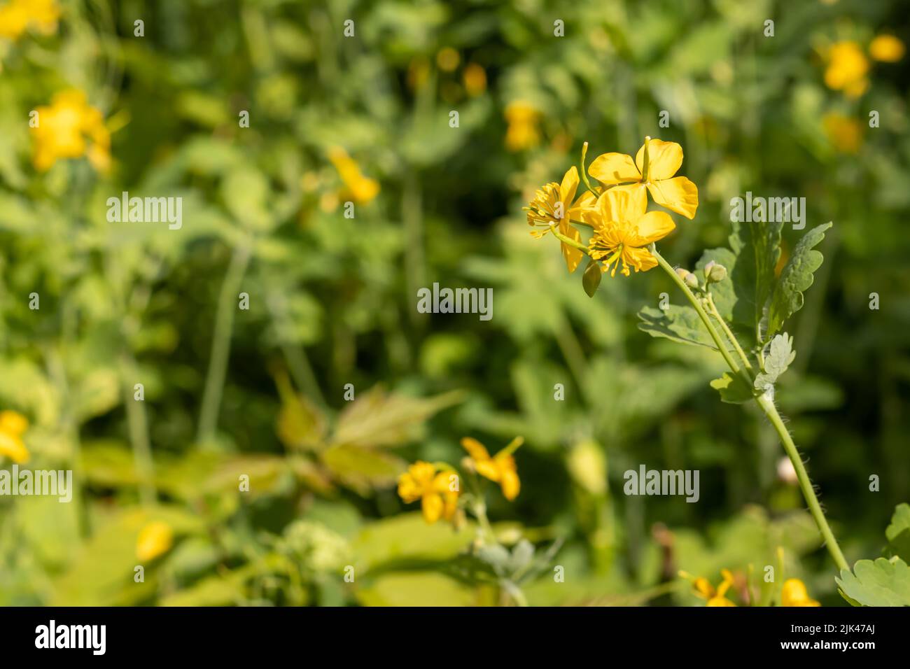 Greater Celandine, yellow wild flowers, close up. Chelidonium majus is