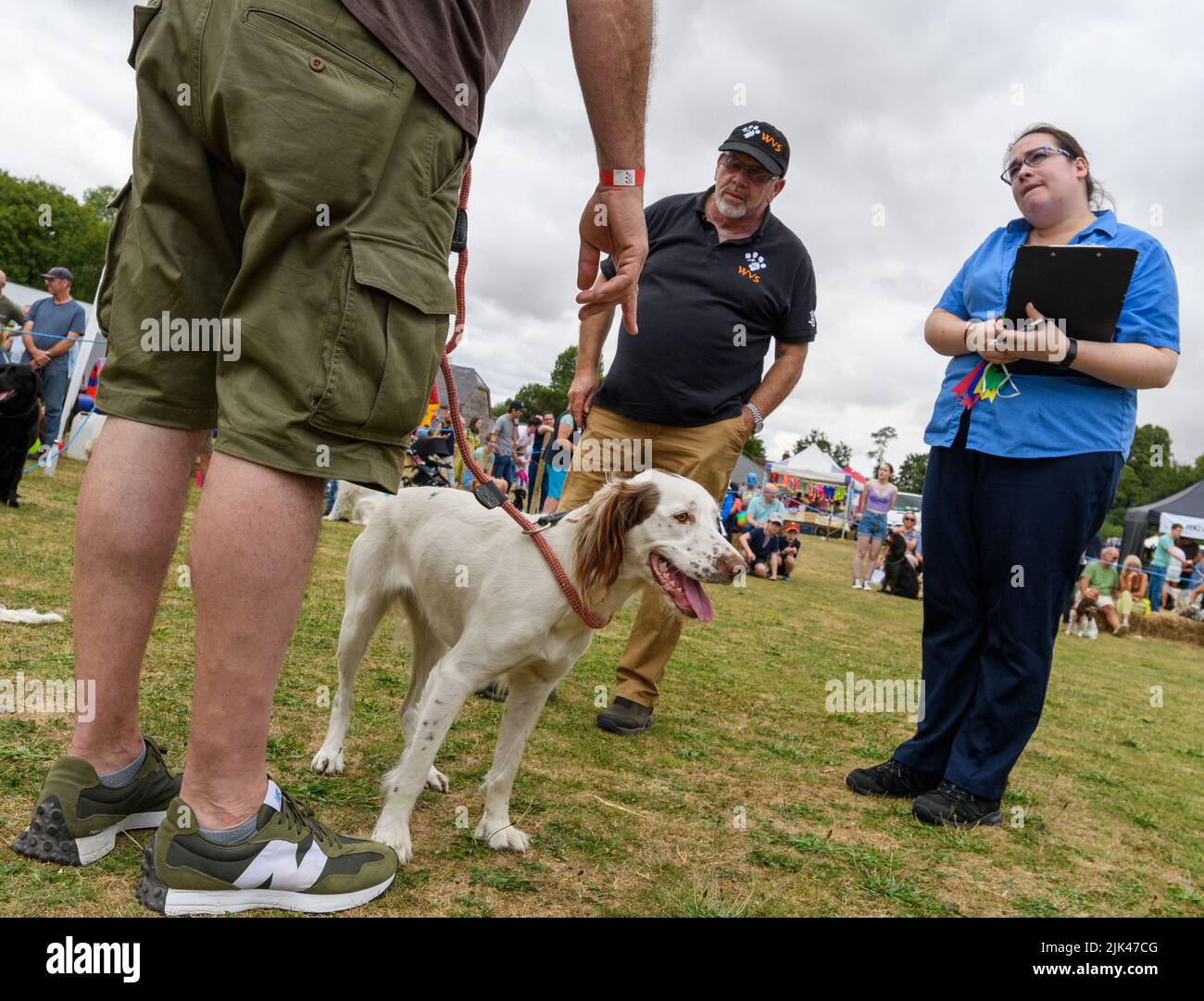 Damerham near Fordingbridge, Hampshire, UK, 30th July 2022. Under serious consideration. An entrant faces the judges in the working dog category at the Damerham Fair and Horticultural Show. Paul Biggins/Alamy Live News Stock Photo