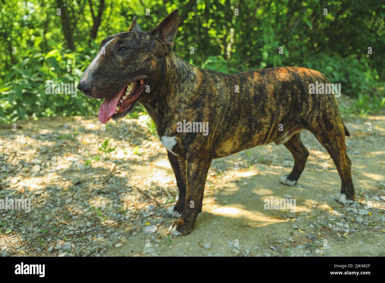 A young beautiful bull terrier in a brindle color Stock Photo Alamy