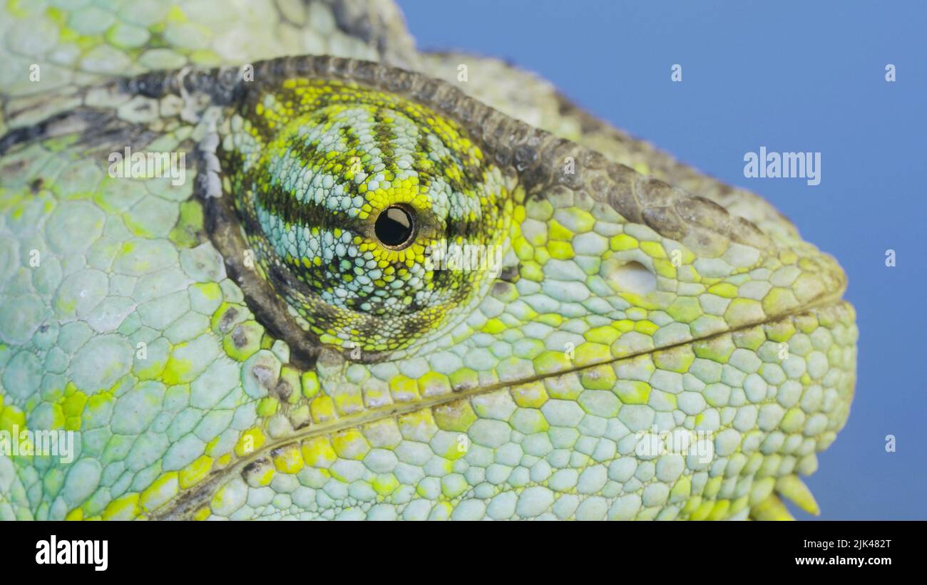 Close-up portrait of Veiled chameleon on blue sky background. Veiled chameleon, Cone-head chameleon or Yemen chameleo Stock Photo