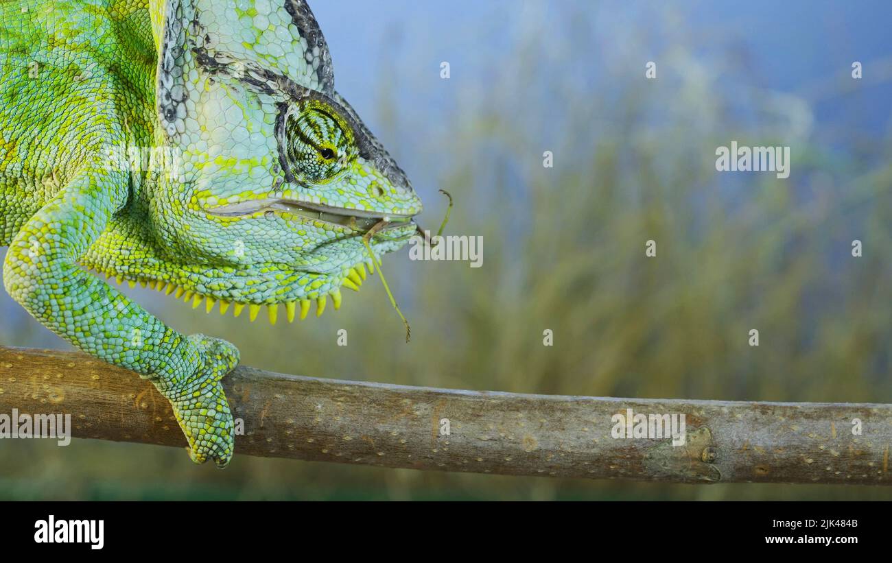 Close up of Veiled chameleon eats a praying mantis. Veiled chameleon, Cone-head chameleon or Yemen chameleon Stock Photo