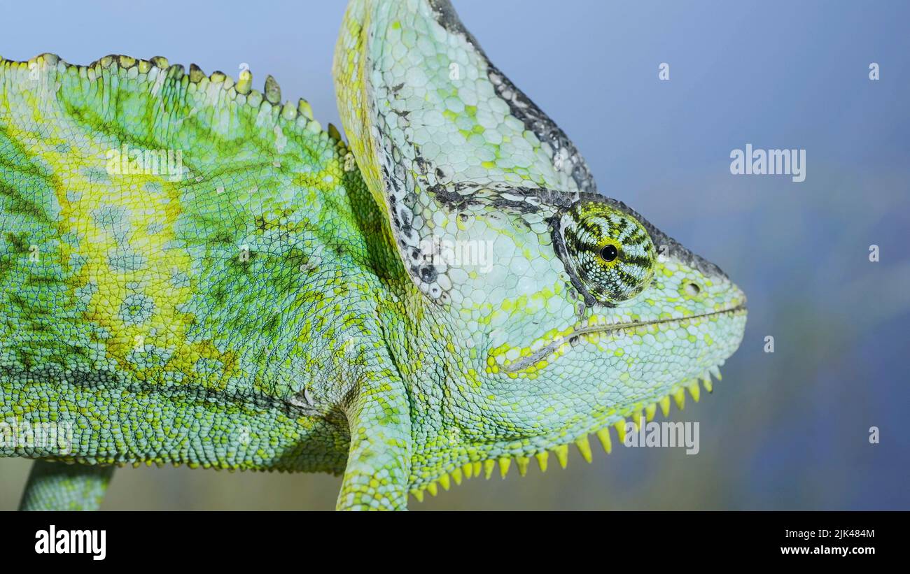 Close up of Veiled chameleon on blue sky background. Veiled chameleon, Cone-head chameleon or Yemen chameleo Stock Photo