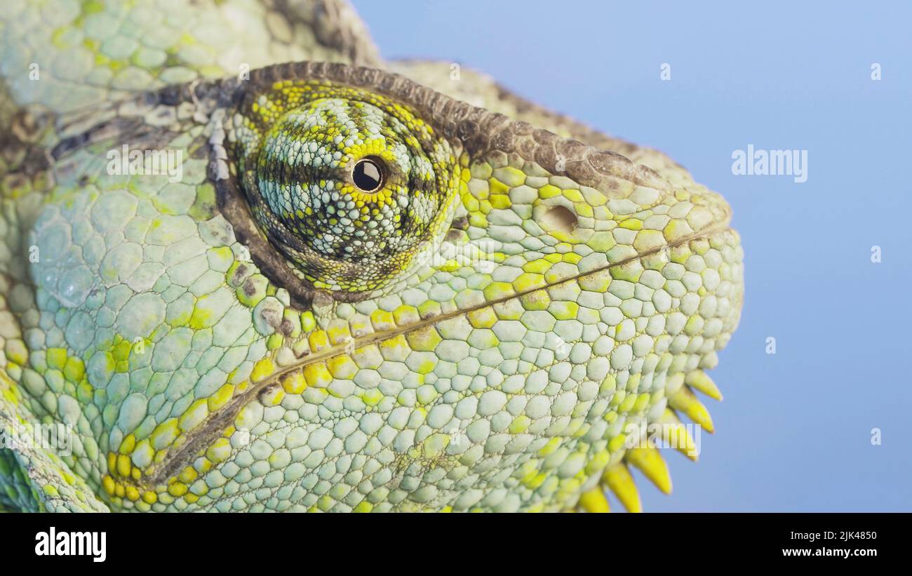 Close-up portrait of Veiled chameleon on blue sky background. Veiled chameleon, Cone-head chameleon or Yemen chameleo Stock Photo