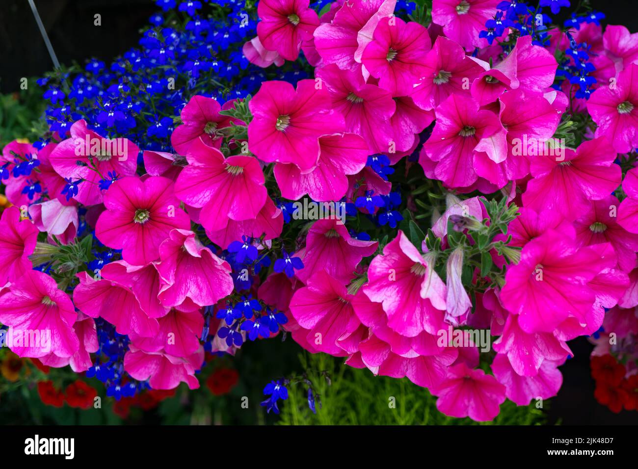 A close-up shot of pink flowers in a hanging basket in West Seattle, Washington. Stock Photo
