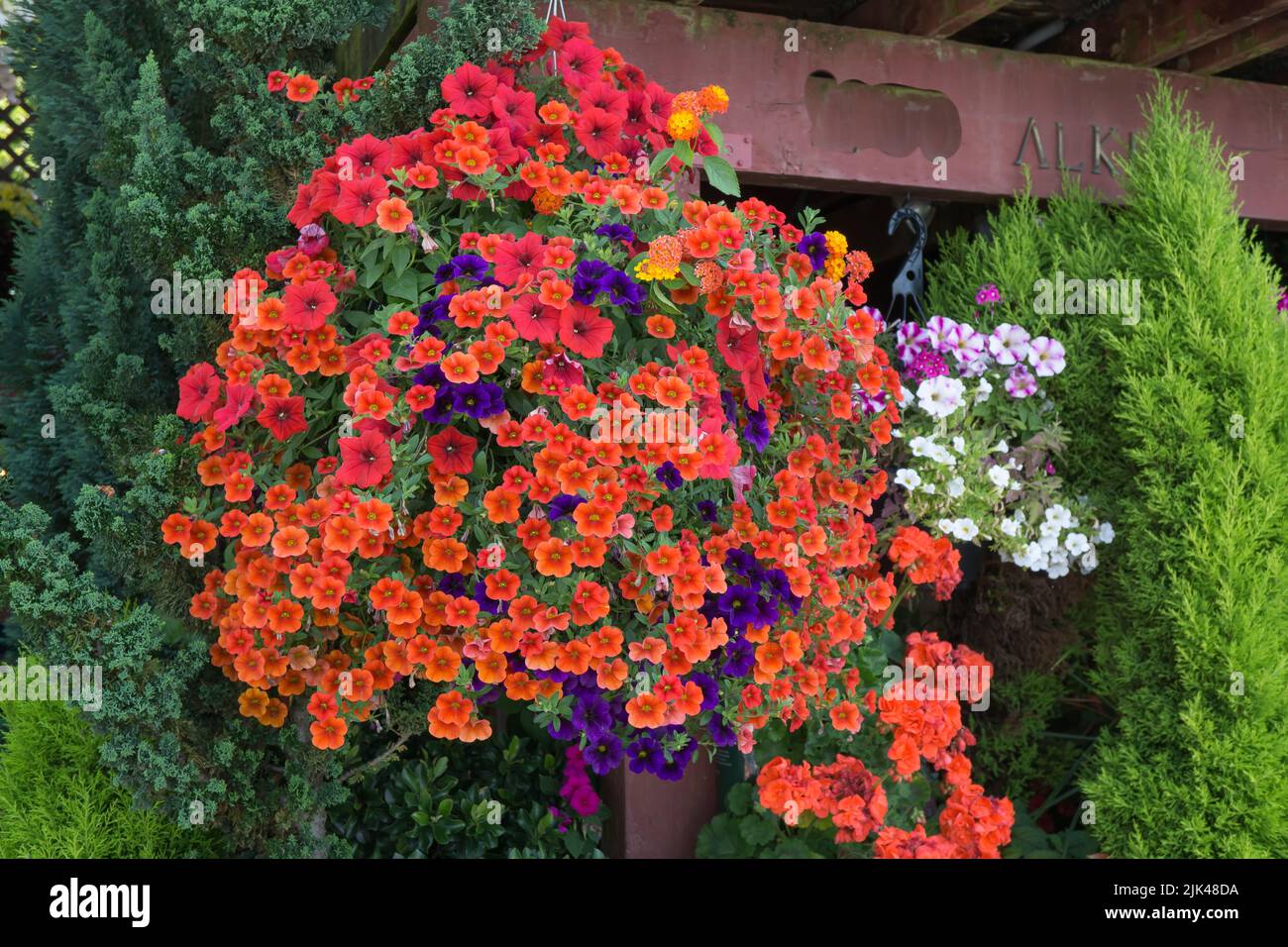 Orange flowers in a hanging basket in West Seattle, Washington. Stock Photo