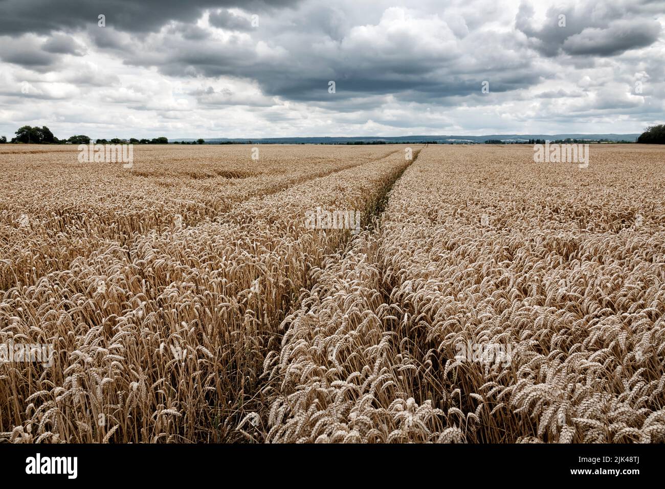 Whet field in Ukraine under a dark cloudy sky. A concept of the food crisis and the danger of hunger due to the russian war. Stock Photo