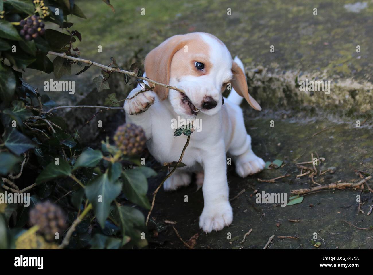 A beagle puppy being mischievous Stock Photo