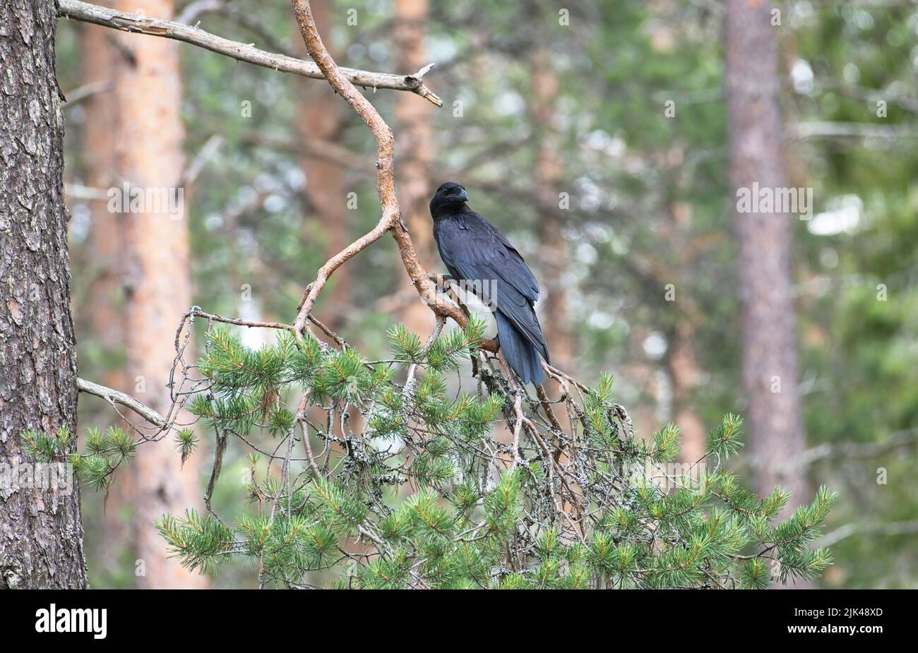 Raven tree hi-res stock photography and images - Alamy