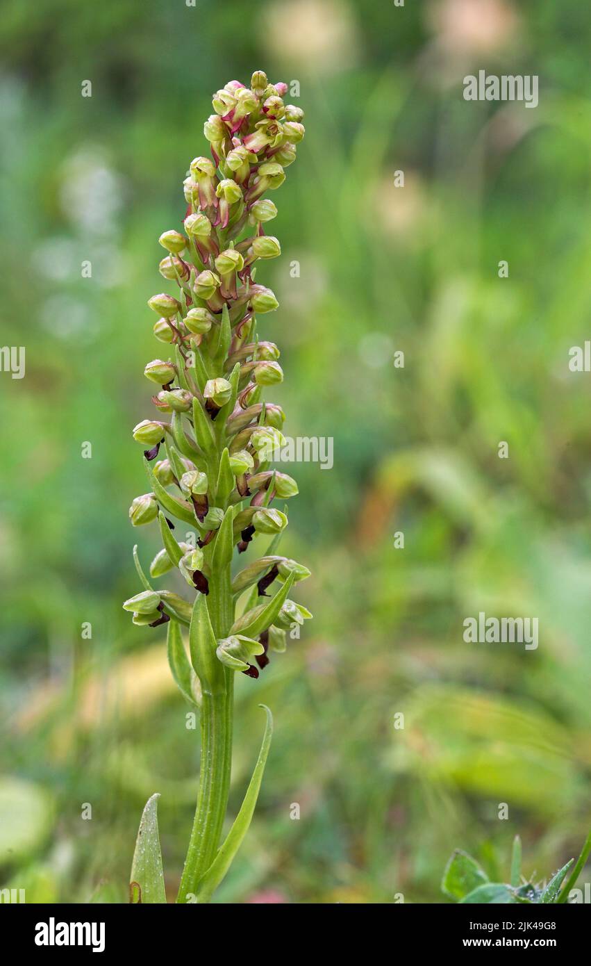 Frog orchid Dactylorhiza viridis at Noar Hill near Selborne Dorset UK Stock Photo