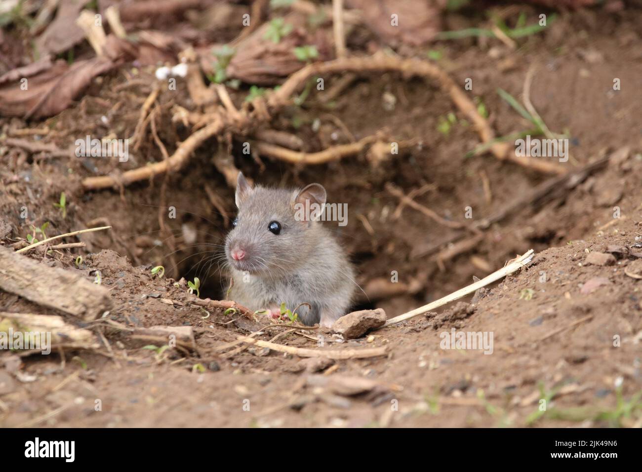 Baby brown rat poking it’s head out of its burrow Stock Photo