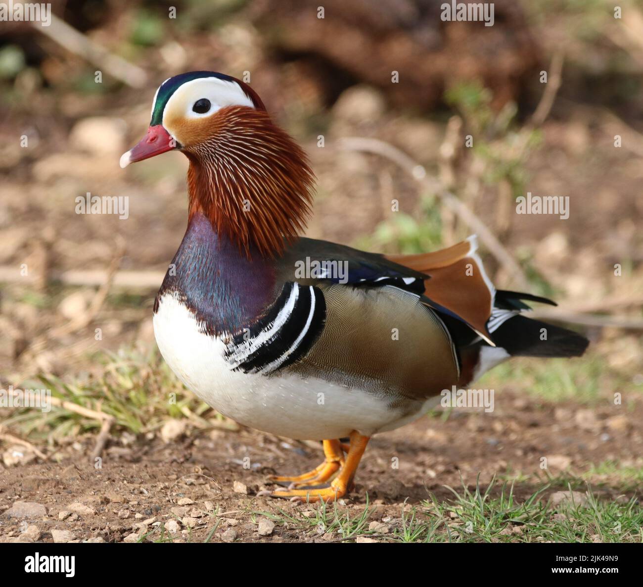 Duck feet hires stock photography and images Alamy